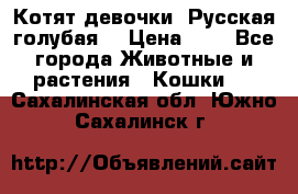 Котят девочки “Русская голубая“ › Цена ­ 0 - Все города Животные и растения » Кошки   . Сахалинская обл.,Южно-Сахалинск г.